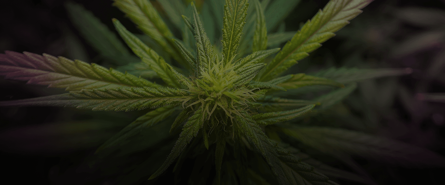 XShack cannabis marketplace hero