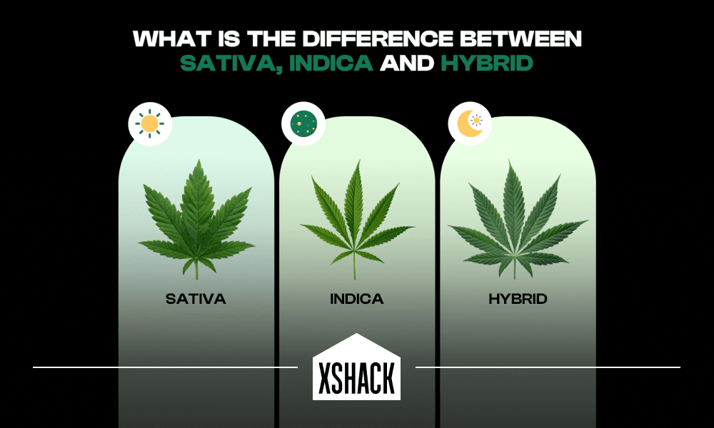 What’s the Difference Between Indica, Sativa, and Hybrids?
