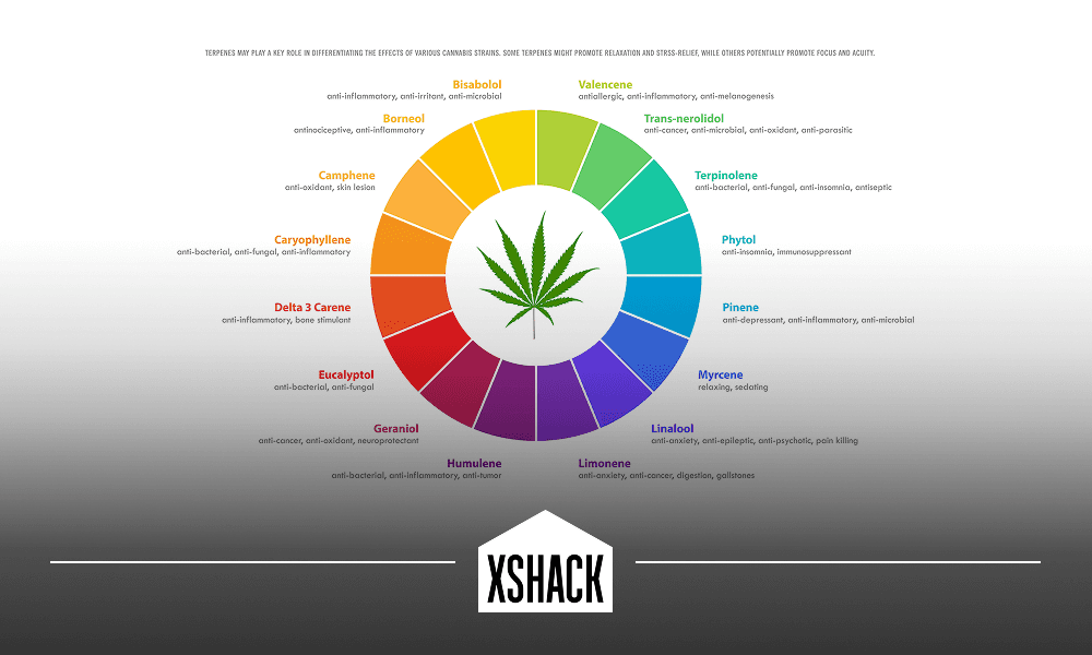 Terpenes 101: The Secret Behind Cannabis Flavor and Effects