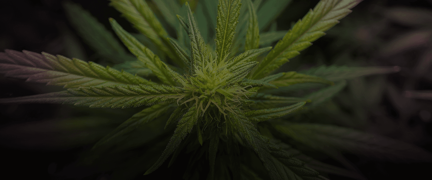 XShack cannabis marketplace hero
