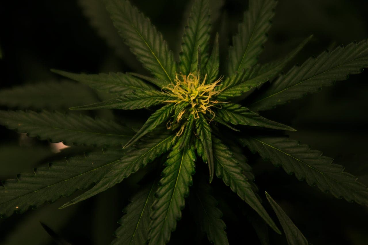 How CBN Differs From THC and CBD