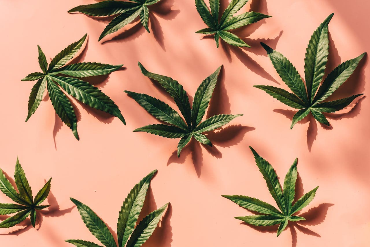 Trust and Quality in Cannabis: How XShack Helps You Shop Smarter